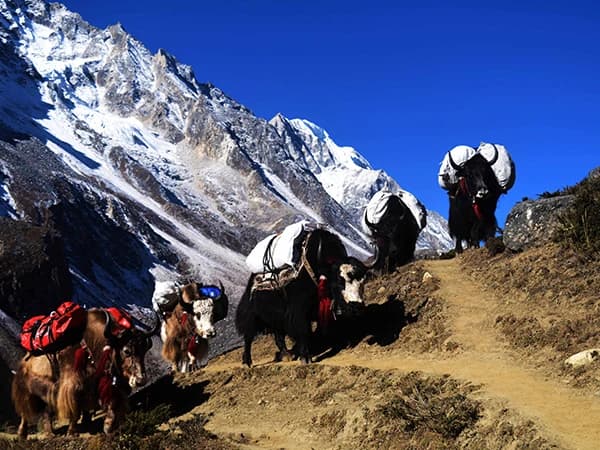 Yaks on the Off-the-beaten-path trek in Nepal