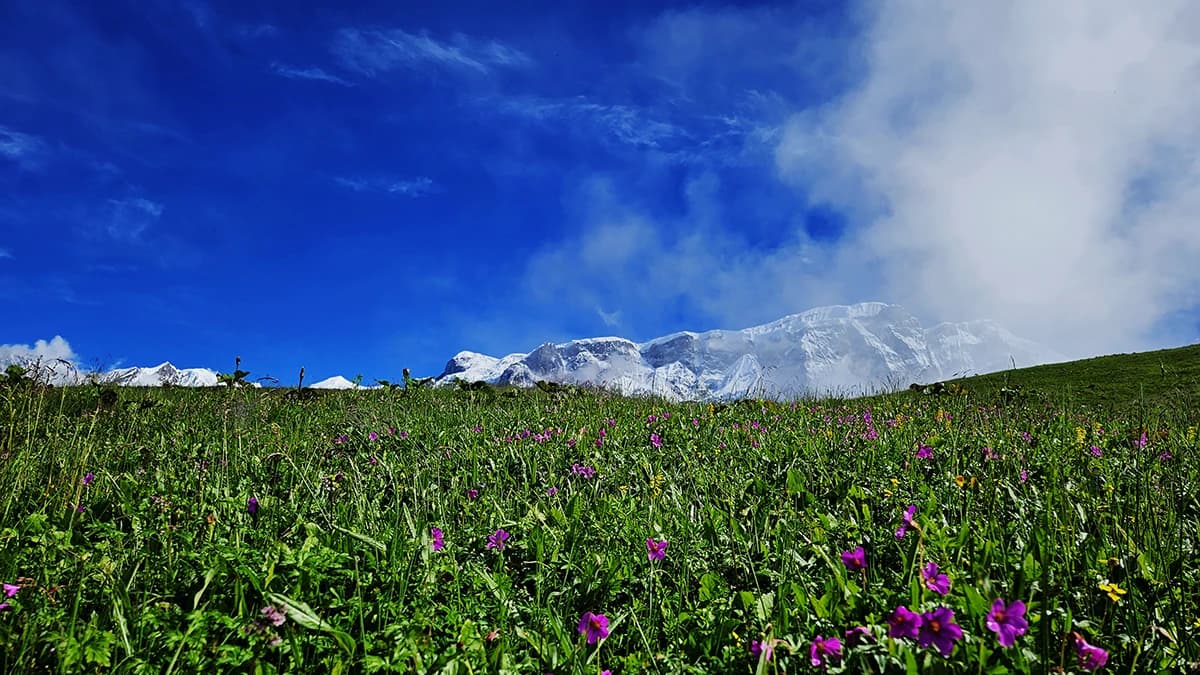 Kori Trek Wild flowers