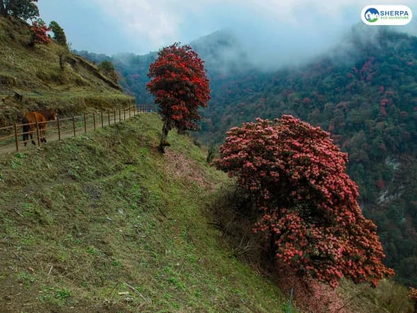 Annapurna Base Camp Trek Via Poon Hill