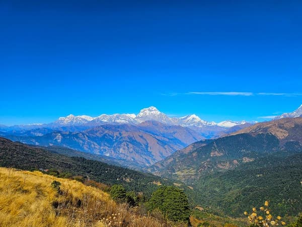 Ghorepani Poon Hill Rhododendron Forest