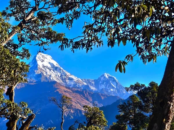 Ghorepani Poon Hill Trek Forest