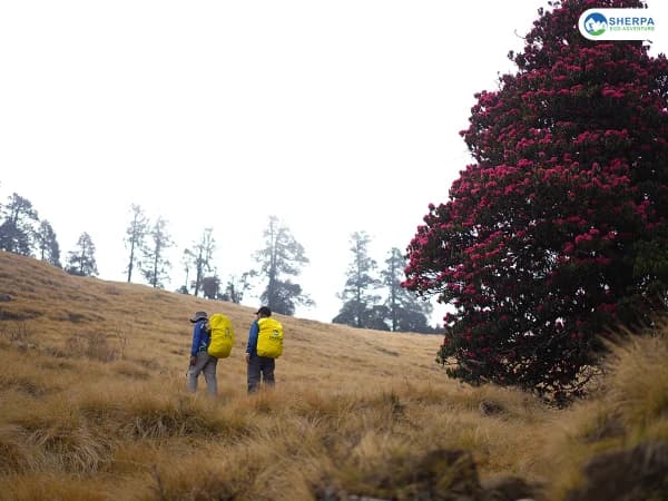 Ghorepani To Poon Hill Hiking Route