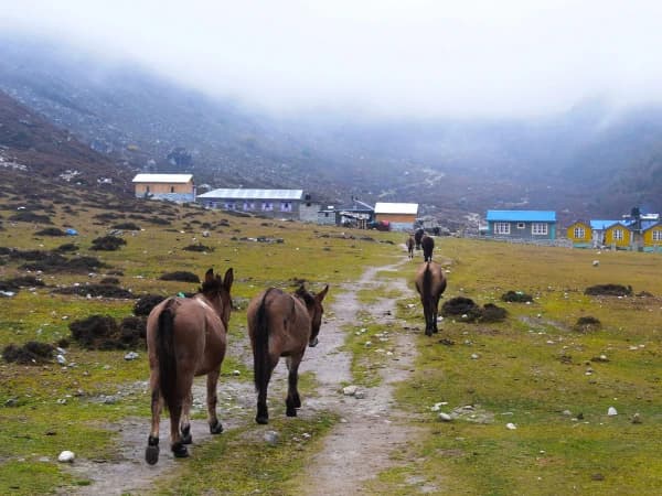 Manaslu Circuit Trek Pine Forest