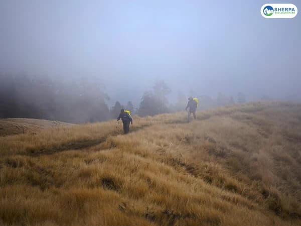 Mohare Danda Trek Forest Trail