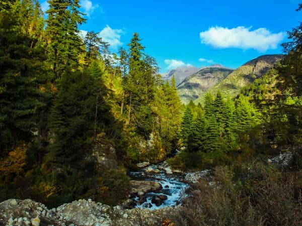 Pikey Peak Trek Pine Forest