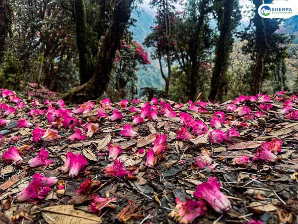 Poon Hill Red Pink Rhododendron Spring