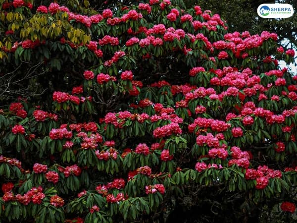Poon Hill Rhododendron Bloom Annapurna