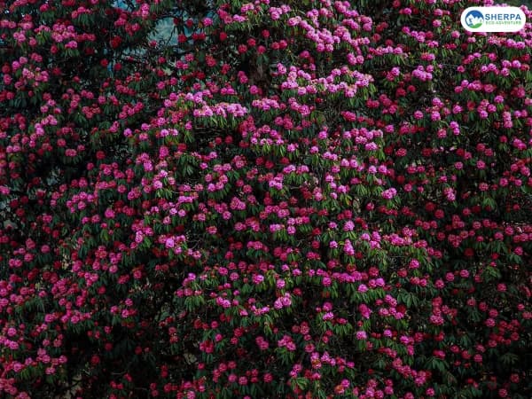 Poon Hill Spring Rhododendron Trek