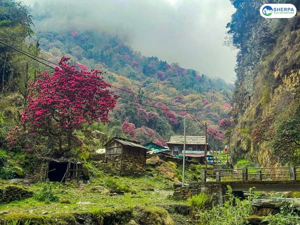 Poon Hill Spring Trek Nepal
