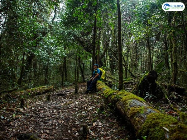 Poon Hill Trek Forest Trail