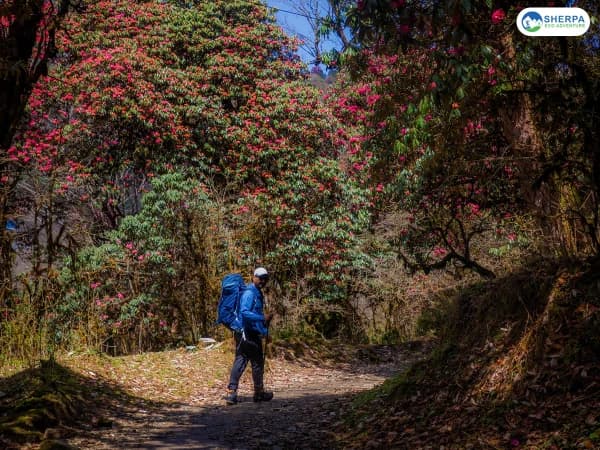 Sea Annapurna Base Camp Spring Trek