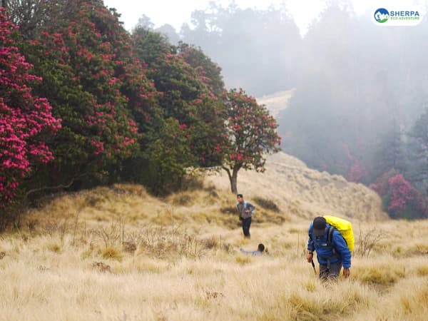 Sea Ghorepani Poon Hill Guided Trek