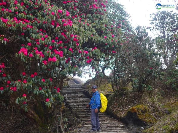 Sea Ghorepani Poon Hill Rhododendron Forest