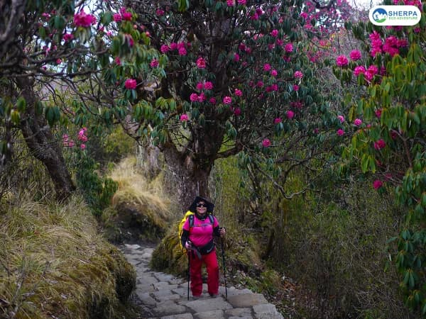 Sea Ghorepani Poon Hill Rhododendron Trail