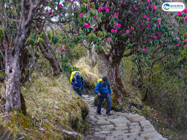 Sea Ghorepani Poon Hill Spring Trail