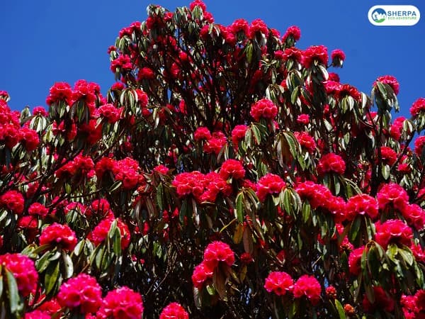 Sea Ghorepani Poon Hill Trek Flowers