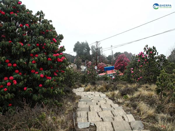 Spring Season Poon Hill Annapurna Trek