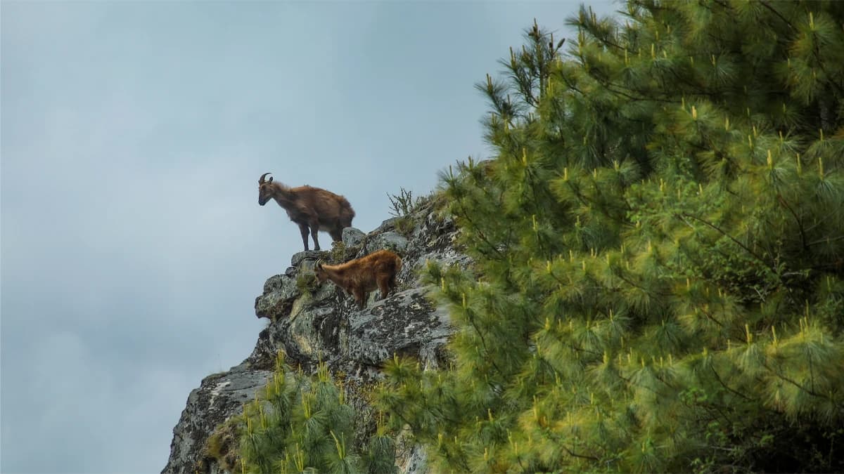 trek-to-namche