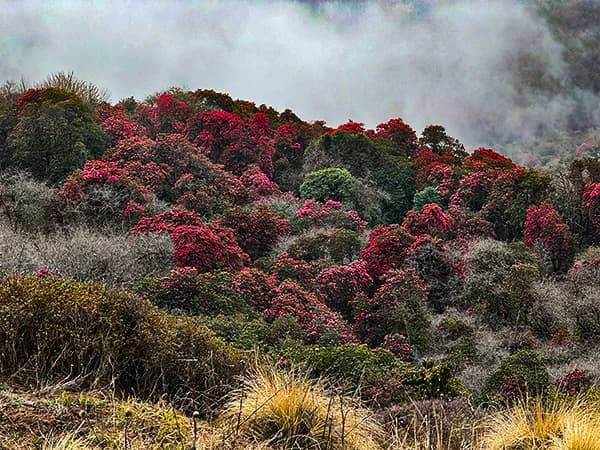 Mohare Danda Ghorepani Poon Hil Trek